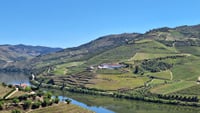 Private Douro Valley Wineries Tour with Wine-tastings and Typical Lunch 6