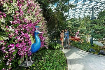 Walking Net Adventure and Canopy Park Access at Jewel Changi Airport