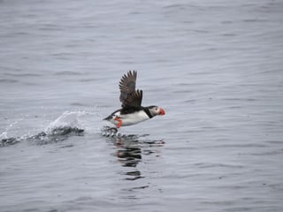 04F - Horses and Puffins , photo 6