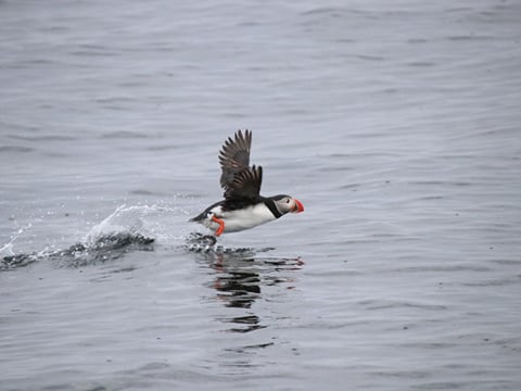 04F - Horses and Puffins , photo 6
