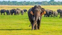  From Dambulla: Sigiriya & Minneriya Safari Tour 5