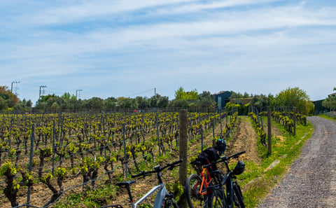 E-Bike & Wine: A Journey Through Ancient Greek History on the Aegean Coast