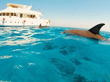 Hurghada Dolphin House And Snorkelling Day Trip By VIP Boat