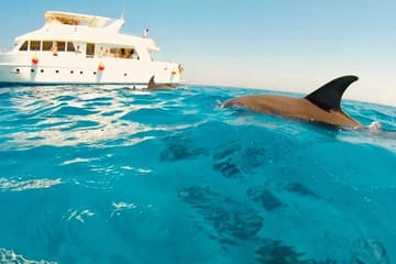 Snorkelling Day Trip to Dolphin House in Hurghada