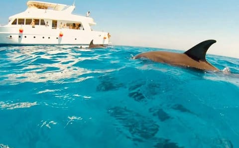 Snorkelling Day Trip to Dolphin House in Hurghada