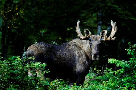 Private Wildlife forest hike