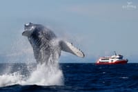Reykjavík Premium Whale Watching 2