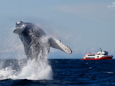 Reykjavík Premium Whale Watching, photo 3