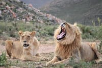  Big5 Wildlife Game Reserve Safari with wine tasting Transport 1