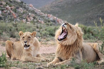 Aquila Game Reserve Safari with wine tasting, Transport & Lunch