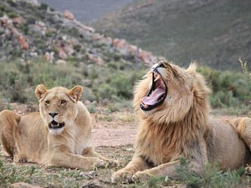 Aquila Game Reserve Safari and Wine Tasting Tour from Cape Town