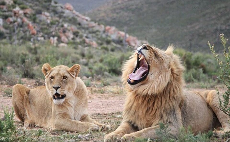Aquila Game Reserve Safari and Wine Tasting Tour from Cape Town
