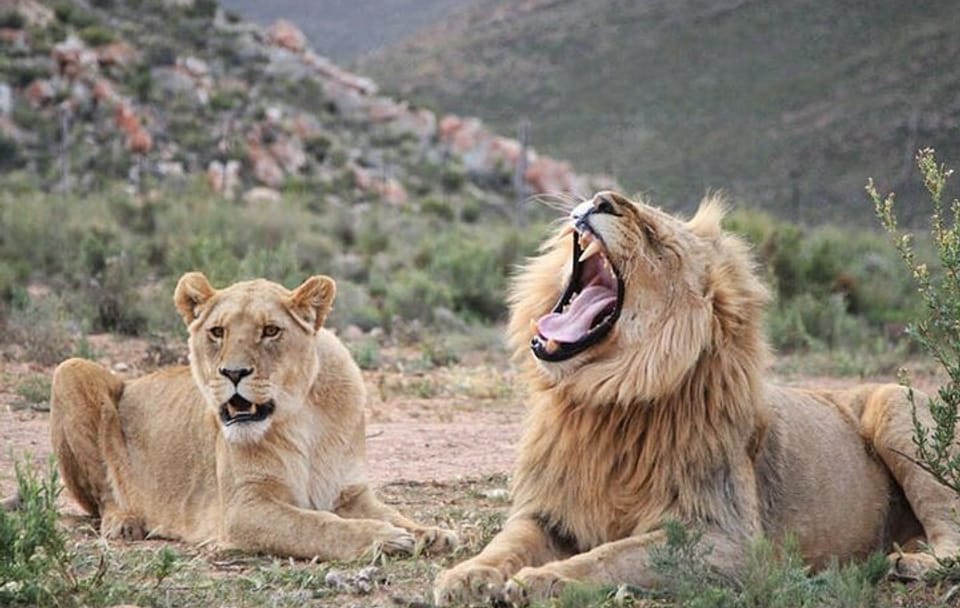 Aquila Game Reserve Safari and Wine Tasting Tour from Cape Town