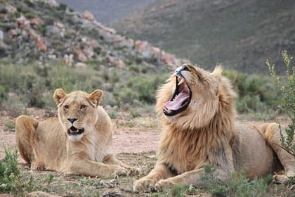 Aquila Game Reserve Safari with wine tasting, Transport & Lunch