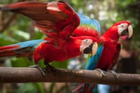 Bird Park