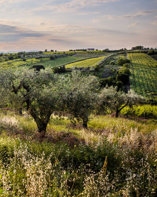 Wine tour between history and gourmet tasting at Feudo Antico Winery - Photo 4