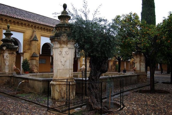 Olive Tree Patio de los Naranjos Mezquita-Catedral de C&oacute;rdoba