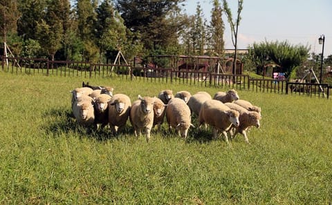 Private Day Tour to Anseong Farm Land and Gwangmyeong Cave