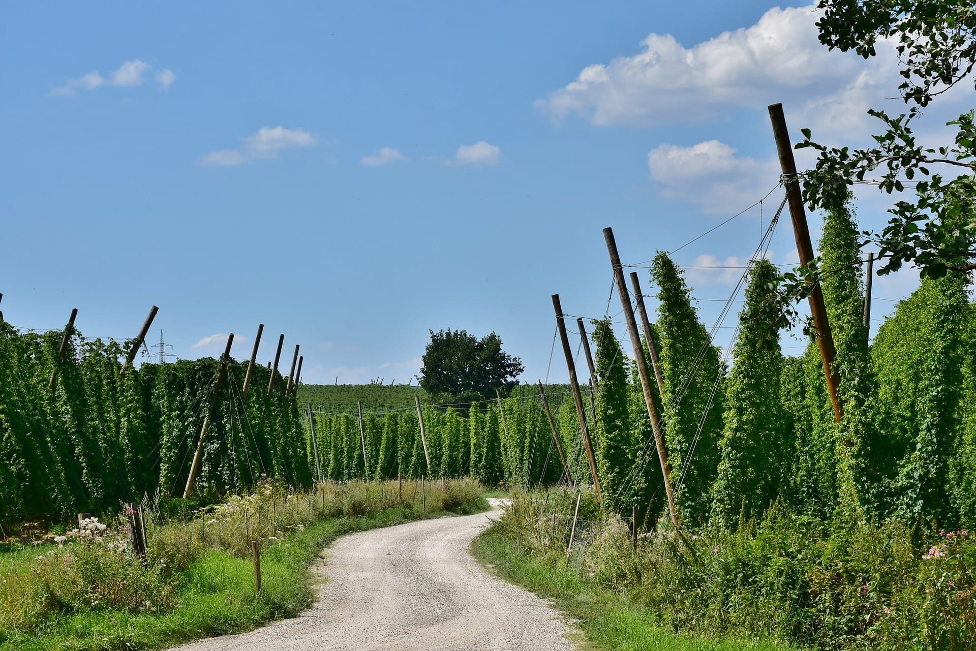Hallertau hiking trails