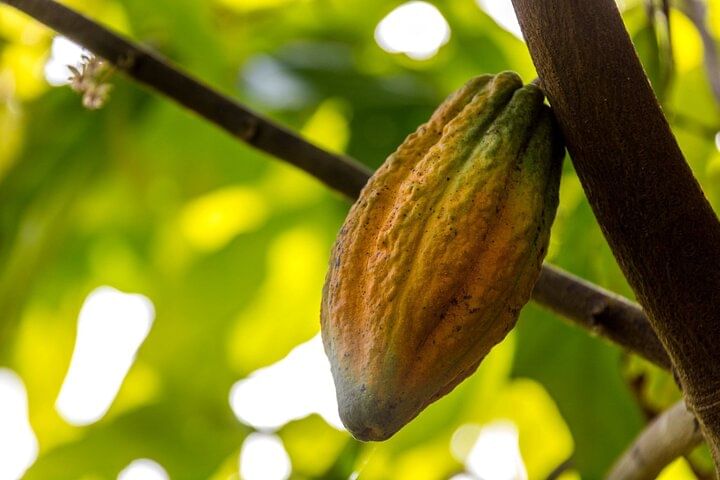 Higuey tour with local lunch in a family home