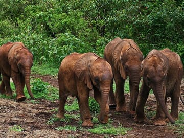 Elephant Orphanage & Giraffe Centre Tour