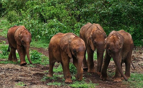 Elephant Orphanage & Giraffe Centre Tour