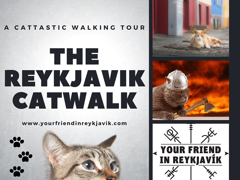 The Reykjavik Cat Walk Introductory Photo