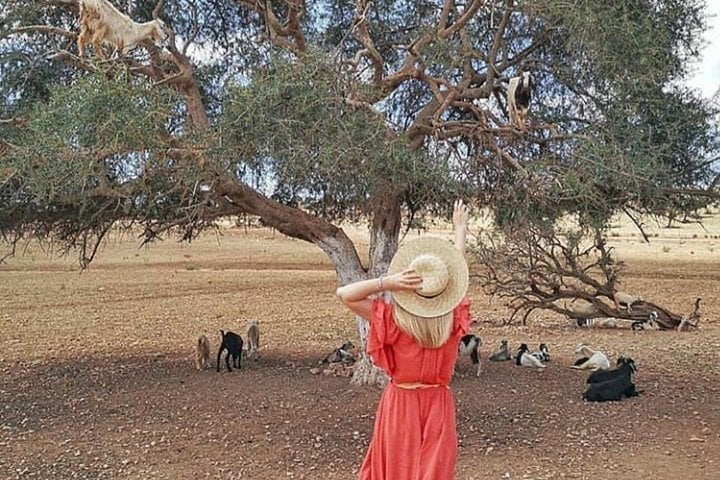 Marrakech to Essaouira Mogador: A Scenic Day Tour 5