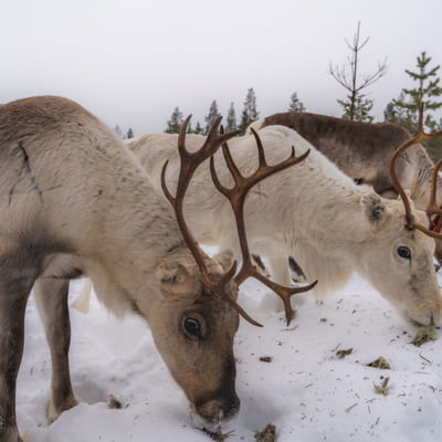 Taava Reindeer Farm – Reindeer & Lapland Traditions Year-Round