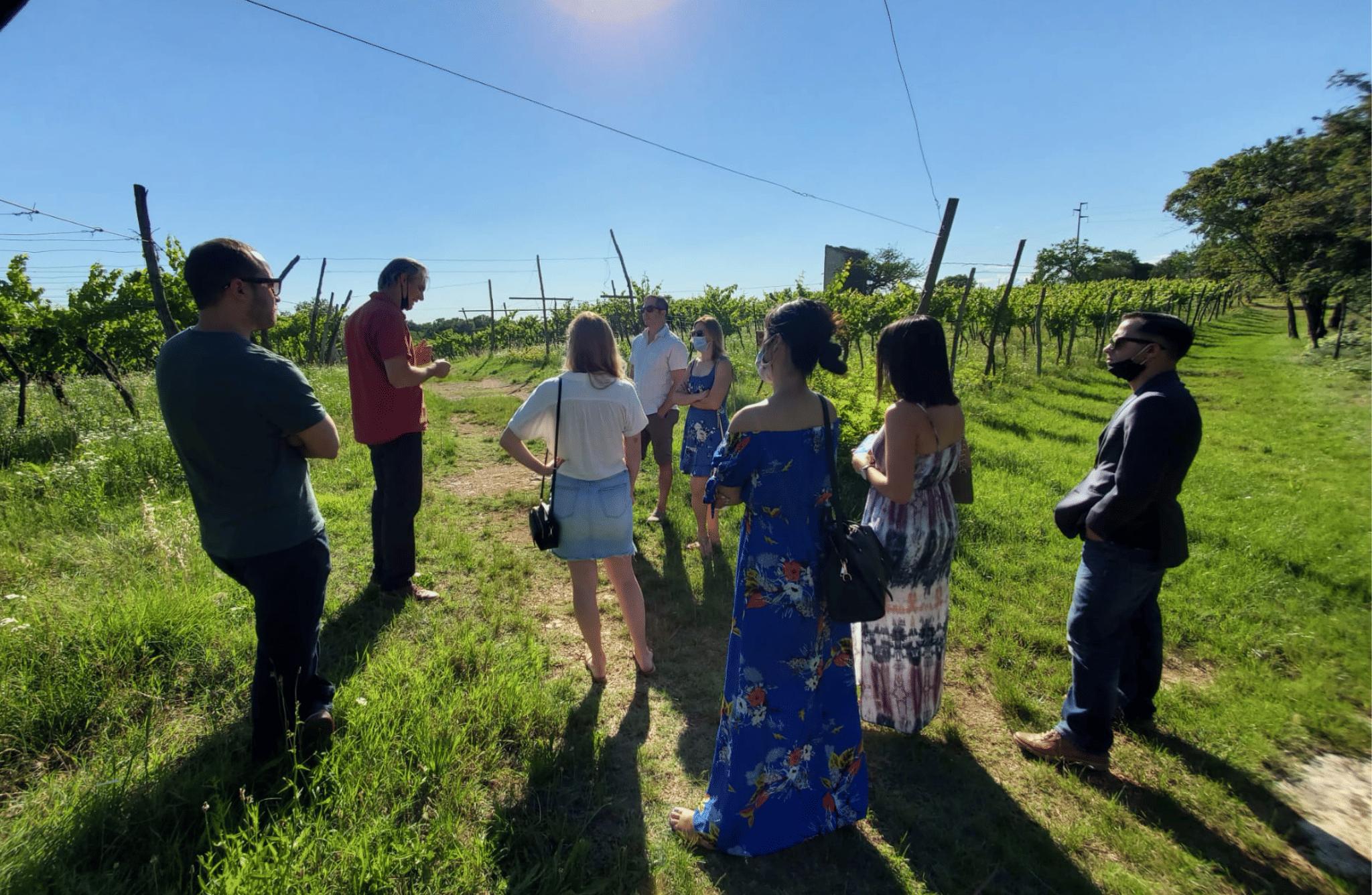 Vineyard Walk & Wine Tasting in the Berici Hills of Vicenza