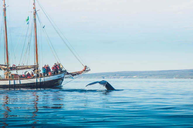 Sailboat Haukur with a humpback