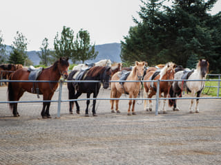 Lava Tour - Horseback Riding through the Lava Fields, photo 28