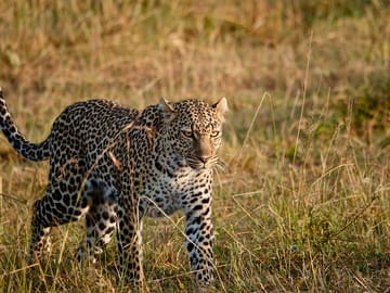 4Days 3Nights Maasai Mara group safari in 4WD From Nairobi