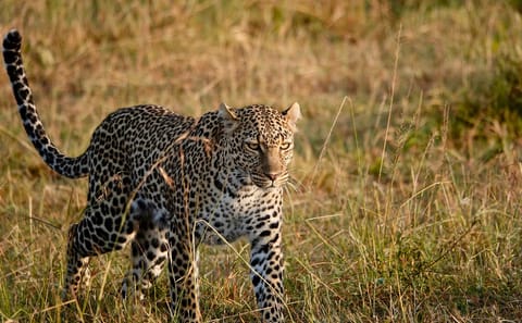 4Days 3Nights Maasai Mara group safari in 4WD From Nairobi