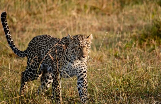 4Days 3Nights Maasai Mara group safari in 4WD From Nairobi