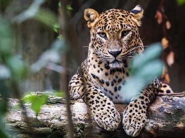 Wilpattu-Jeep-Safari-and-Anuradhapura-Day-Tour-from-Trincomalee-1