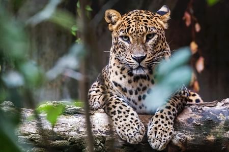 Wilpattu Jeep Safari & Anuradhapura Cultural Day Tour from Trincomalee