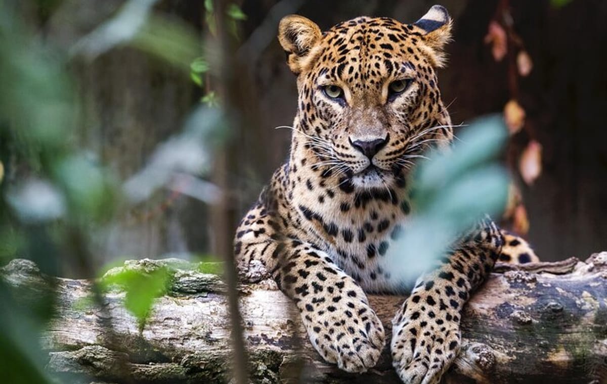 Wilpattu Jeep Safari and Anuradhapura Day Tour from Trincomalee