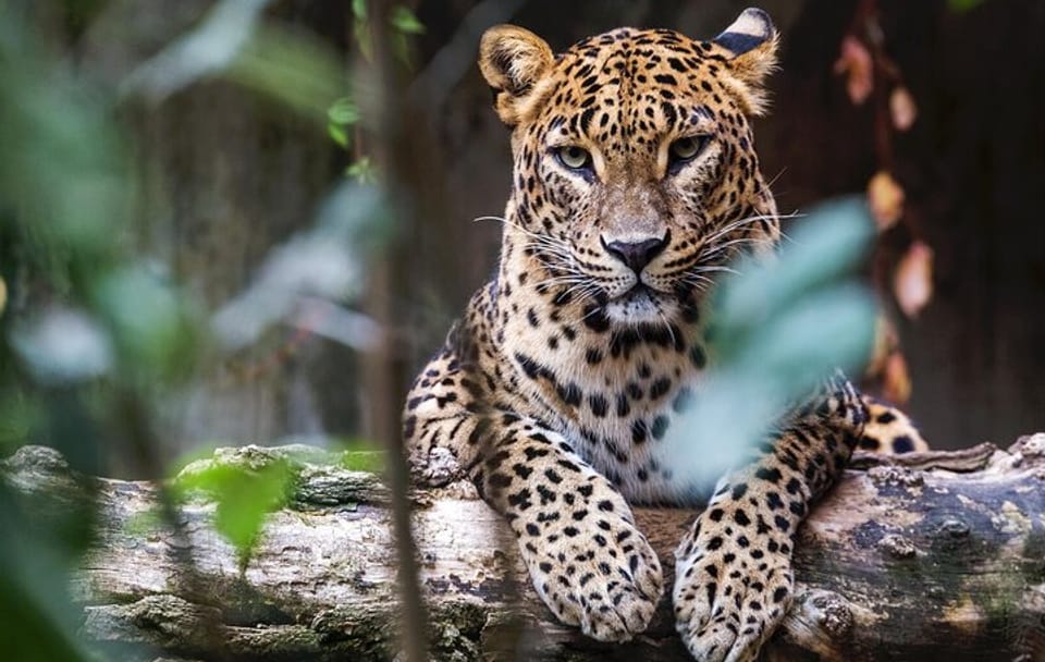 Wilpattu National Park Jeep Safari and Anuradhapura Tour