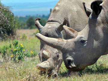 4 Days 3 Nights – Ol Pejeta Northern White Rhino & Samburu Safari