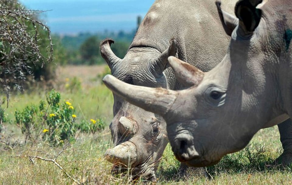 4 Days Private Luxury Ol Pejeta & Samburu Safari
