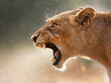 Self-Drive Safari Adventure in Kruger National Park