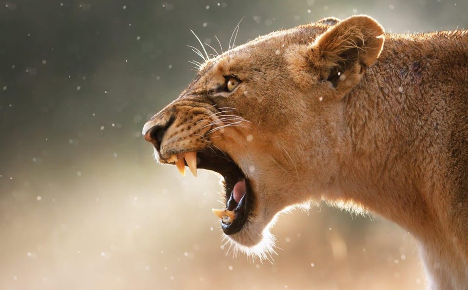 Self-Drive Safari Adventure in Kruger National Park