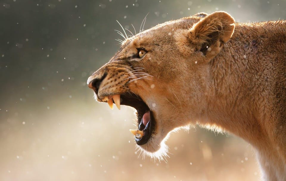 Self-Drive Safari Adventure in Kruger National Park