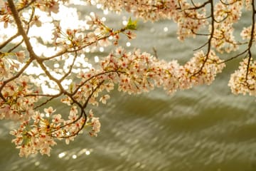 Spring Day Trip from Shanghai to Wuxi Cherry Blossoms and Gardens
