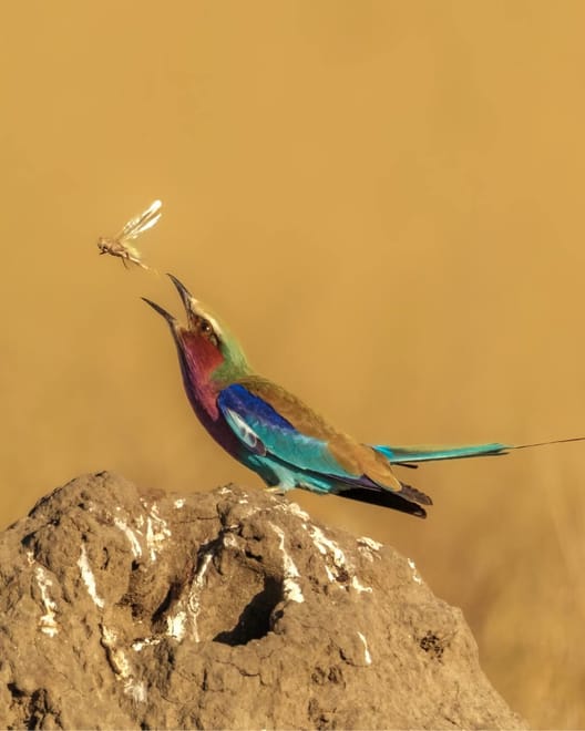 From Arusha: Full-Day Trip to Tarangire National Park 7
