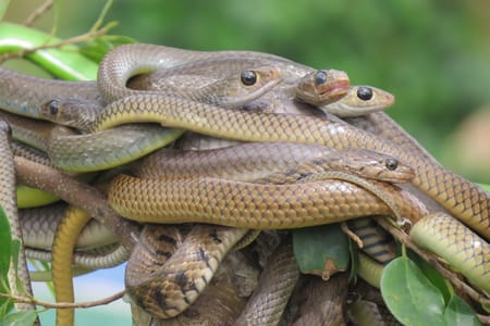 Nairobi Giraffe Center, Snake Park & Bead Factory Adventure Tour