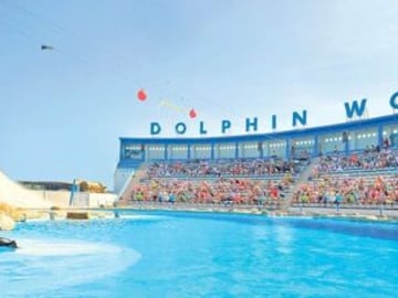 Dolphin Encounter in Hurghada