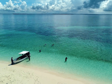 Pungume Island dolphin tour