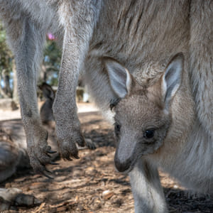 Nature and Wildlife: Australia in One Day - Private Tour